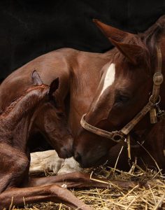 The Equilume Light Masks Helps Pregnant Mares Foal on Time with Optimum Birth Weights