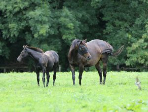 Pregnant Mares