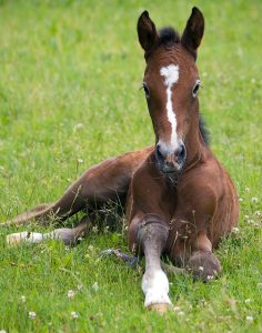 equilume Breeding Foal