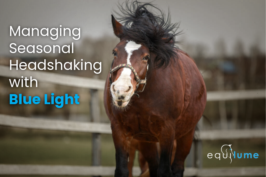 Bay horse shaking head - with text: "Managing Seasonal Headshaking with Blue Light"