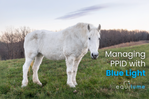 Gray horse in field with text "Managing PPID with Blue Light"