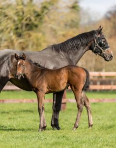 Why outdoor living is better for your mare!