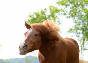 Chestnut Horse Shaking His Head