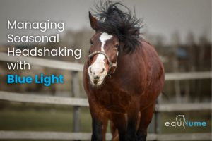 Bay horse shaking head. Text: Managing Seasonal Headshaking with Blue Light. Equilume Blue Light Mask