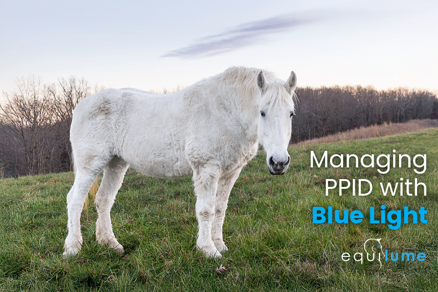 Gray horse in field, text: Managing PPID With Blue Light - Equilume Light Mask