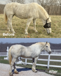 Equilume for PPID Before and After. Before shows fluffy horse with poor coat and condition. After photo shows horse in great condition with gleaming coat and better muscle definition. 
