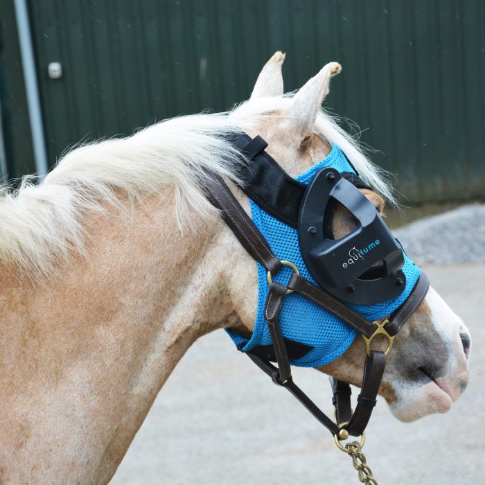 Blue Pony Mask