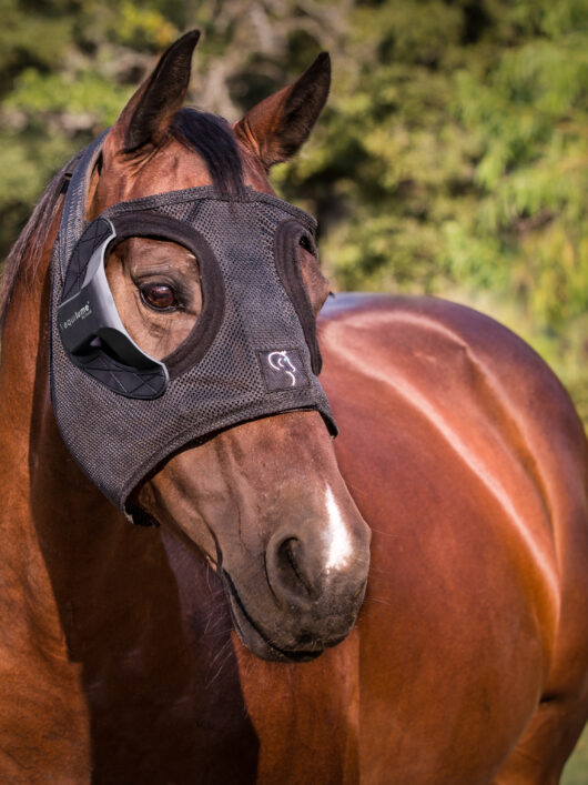 Bay Pregnant Mare wearing an Equilume Belfield Light Mask