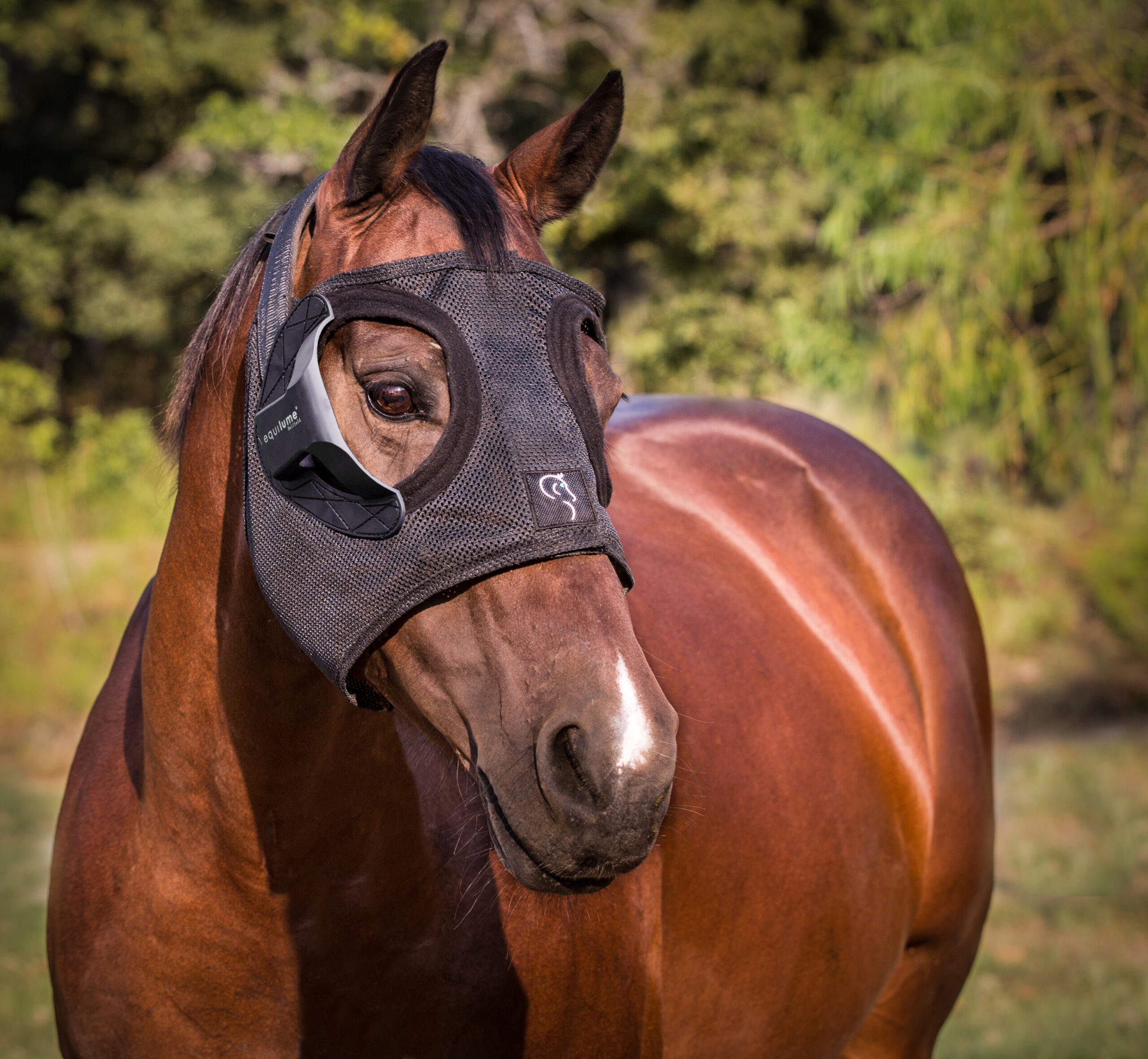 Bay Pregnant Mare wearing an Equilume Belfield Light Mask