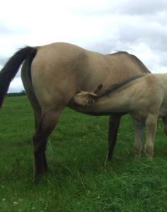 How Light Signals the Breeding Season to the Mare