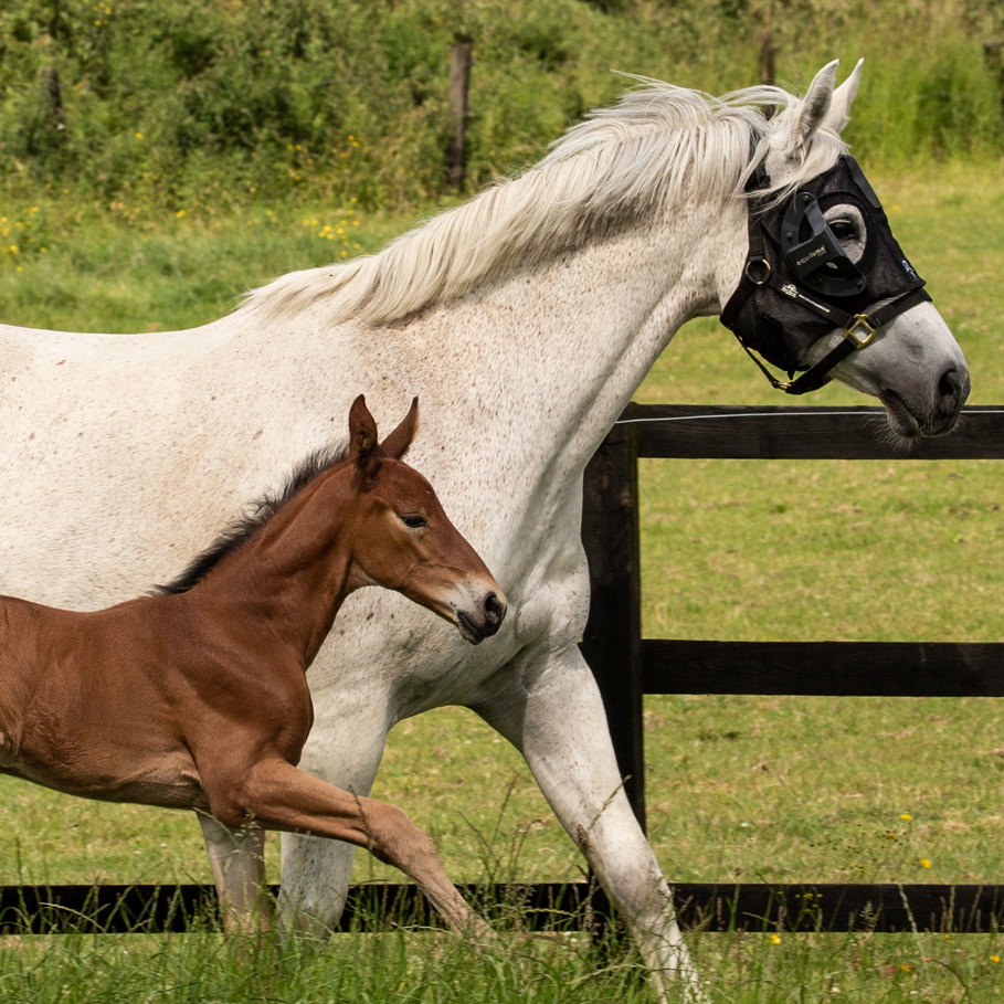 Equilume Curragh Light Mask - Image 3