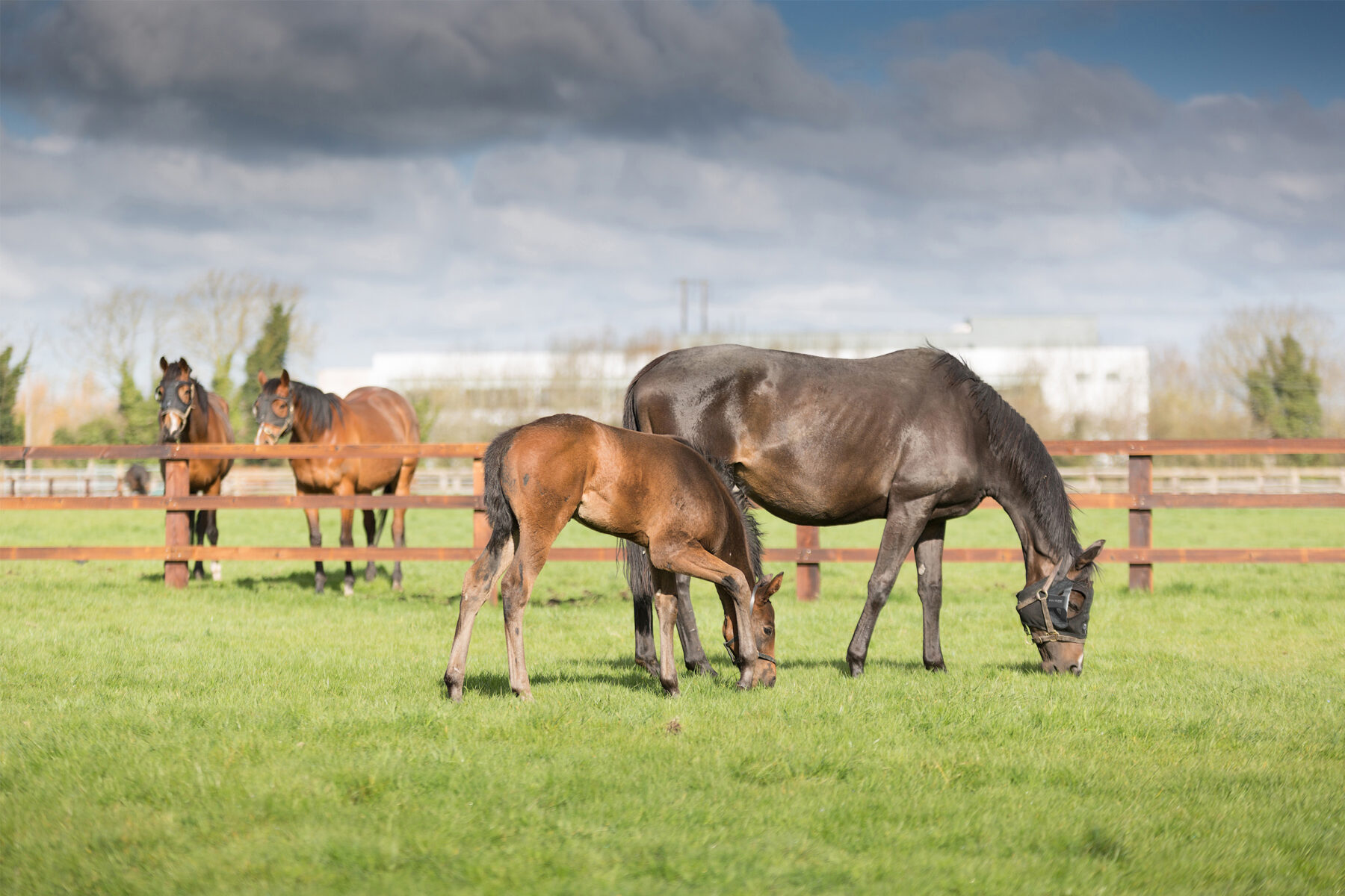 Mare and Foal grazing in a field. The Mare is dark bay and is wearing a Belfield Light Mask and headcollar. There are two other horses in the background watching over a stud rail fence.