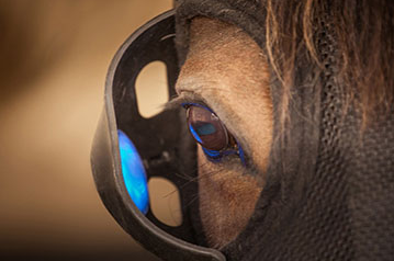 Headshaking, Blue Light Therapy, Equine Health, Equilume